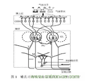 仿生傳感器的定義、原理、分類及應(yīng)用